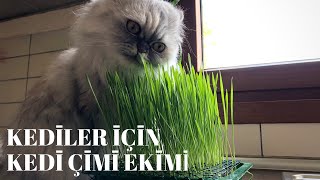 Kedi bakımı ve sağlığı için kedi çimi yetiştirilmesi [upl. by Stalder]