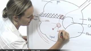 How Does a Rumen Work [upl. by Hamnet]