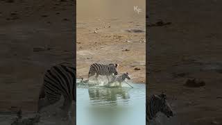 Natures Cruelty A Zebra Stallion Attacks a Defenseless Foal [upl. by Leelah]