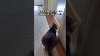 Ava giderken avlandı 😻 cat catlovers kedi catlover 🎥 fofenksu [upl. by Anival]