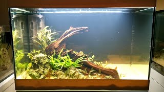 New Planted Aquascape  Oase Styleline 125  New tanks [upl. by Eada]