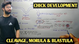 Development in chick  Development of chick  chick development in urdu and hindi [upl. by Ledarf]