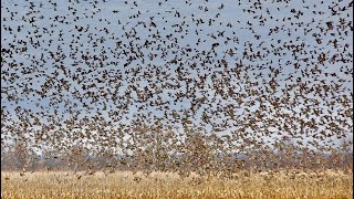 HABITAT FLATS Best Duck Hunting in the US [upl. by Esimorp]