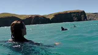 Swimming with Dolphins  Akaroa [upl. by Yusuk]