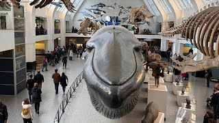 Weekend in London  EP 1 Travel Museums and More [upl. by Nahtonoj959]