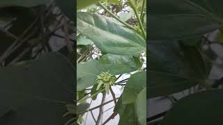 Larval host for Zebra longwind Gulf fritillary Julian butterflies Corkystem passionflower plant [upl. by Eniawtna]