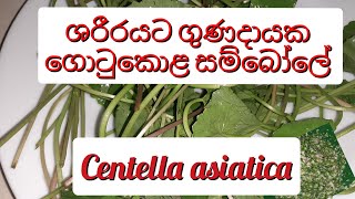 Gotukola sambol ගොටුකොළ සම්බෝලේ [upl. by Lolly]