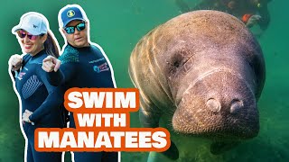 🌊 Dive Into A Magical Encounter With Gentle Manatees In Crystal River Florida [upl. by Luigi]