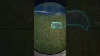 quotWHATquot Albino from new Salzwiesen Park 🦝 gaming hunting games thehuntercotw [upl. by Yrrok654]