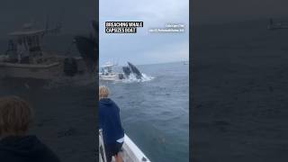 Breaching whale capsizes boat [upl. by Costello515]