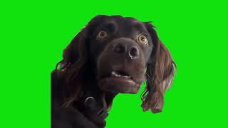 Confused Dog Long Loud fart meme green screen [upl. by Ciel]