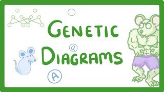 GCSE Biology  Genetic Diagrams 73 [upl. by Maurreen634]