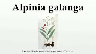 Alpinia galanga [upl. by Paynter]