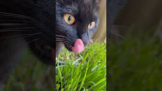 Cat eating grass Natural Laxative for Cats cutecats catplaytime catlover short eating [upl. by Kreager122]