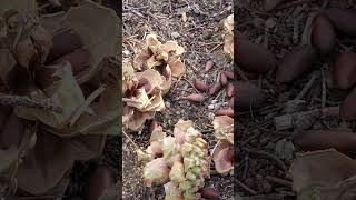 Pinyon Pine Nuts Near Kennedy Meadows sierranevadamountains nature sierranevada wilderness [upl. by Enninaej301]