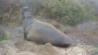 Elephant Seal Bellow [upl. by Ynatterb]