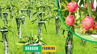 Successful Dragon Fruit Farming in Philippines [upl. by Eelyab697]