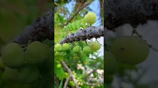 Green Gooseberry nature gooseberry shorts fruit [upl. by Elvia379]