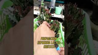 PROPAGATION EUPHORBIA LACTEA CRISTATA shorts kaktus cactus euphorbia propagation budidaya [upl. by Deerdre]