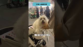 【インターペット大阪】飼い主にベッタリな愛犬🐶 shorts dog cavachon [upl. by Goldsworthy632]