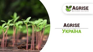 Agrise Україна  Насіння вищої якості [upl. by Schatz516]