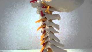 Cervical Spine Anatomy [upl. by Judah]