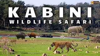 Kabini Safari  Jungle Lodges amp Resorts Safari  Nagarahole Tiger Reserve  Dammanakatte  HD Kote [upl. by Jos]