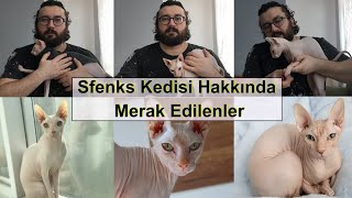 Sfenks Kedisi Tüysüz Kedi Hakkında Merak Edilenler [upl. by Odidnac727]