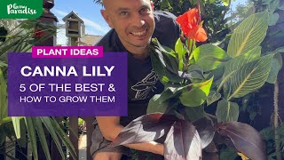 How to grow Canna Lilies amp 5 colourful types [upl. by Trescott]