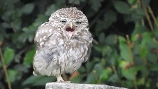 Adorable Sleepy Baby Owl Yawning [upl. by Riker]