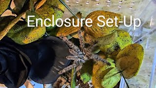 Enclosure SetUp for Heteroscodra Maculata AKA Togo Starburst Baboon Tarantula [upl. by Kirimia]