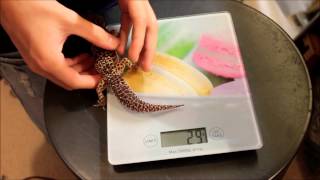 Tutoriel Pesage et Mesurage Gecko léopard [upl. by Warrenne952]