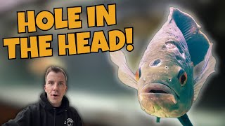 HOLE IN THE HEAD FISH TREATMENT This Works [upl. by Zahc]