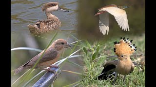 Parc Natural de sAlbufera de MallorcaMajorca bird watching vlog [upl. by Brittne615]