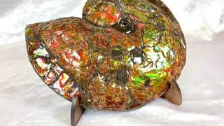 101quot Spectacular Ammonite Ammolite With Mosasaur Bite Marks 197484 [upl. by Assenat]