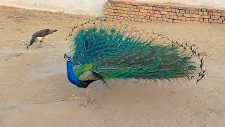 Peacock Closing Feathers Stunning  Desert Wildlife [upl. by Noedig]