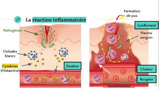 La réaction inflammatoire 🔥 [upl. by Colvin]