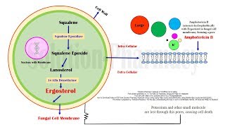 Amphotericin B Mechanism of Action  Amphotericin B Antifungal Medicines in Black Fungus Disease [upl. by Gaultiero330]