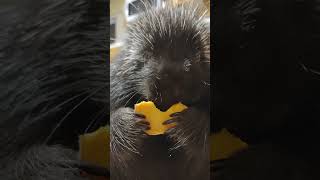 Spike the Porcupine Eating Sweet Potato in the Kitchen Lots of Eating Noises [upl. by Adeys]