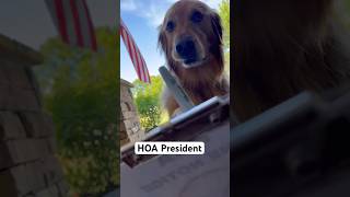 My dog became HOA President dog goldenretriever [upl. by Binnie]