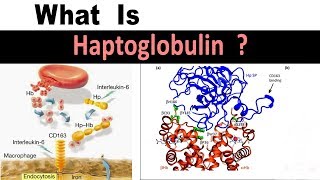 What is Haptoglobin   Clear Explain [upl. by Nnazus]