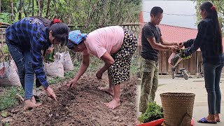 Harvesting Wild Vegetables  to sell  Giang and Ba planted their first seeds together [upl. by Sandye]