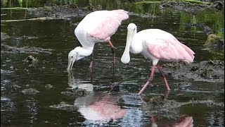 Roseate Spoonbills Feeding in Florida [upl. by Aikehs]