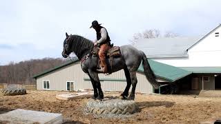 SOLDSireks Minnesota Blue Boy Prercheron Stallion selling  Waverly Midwest draft horse sale [upl. by Immac263]