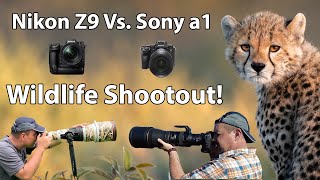 Nikon Z9 vs Sony a1  WILDLIFE SHOOTOUT [upl. by Adnaugal]