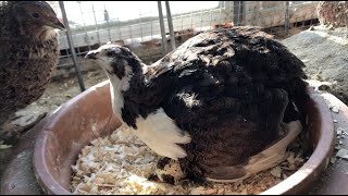 Broody Quail in Winter Part I  Week 1 冬季抱窝鹌鹑  第一周 [upl. by Mandelbaum]