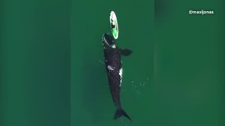 Drone captures curious whale swimming around kayaker [upl. by Stewardson950]