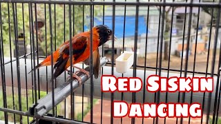 Red Siskin Singing Best Song Training  Canto Pintassilgo venezuelano 1H [upl. by Lauralee768]