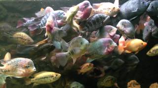 5300 L  Big American Cichlids  feeding time  wwwcichlidklubsk [upl. by Russian]