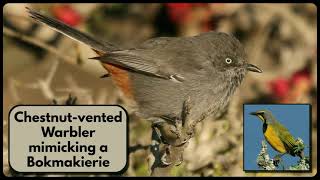 CHESTNUTVENTED WARBLER mimicking a Bokmakierie [upl. by Kathie]